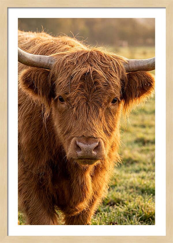 Highland Cattle Portrait