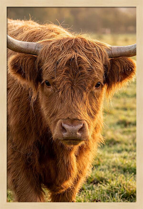 Highland Cattle Portrait