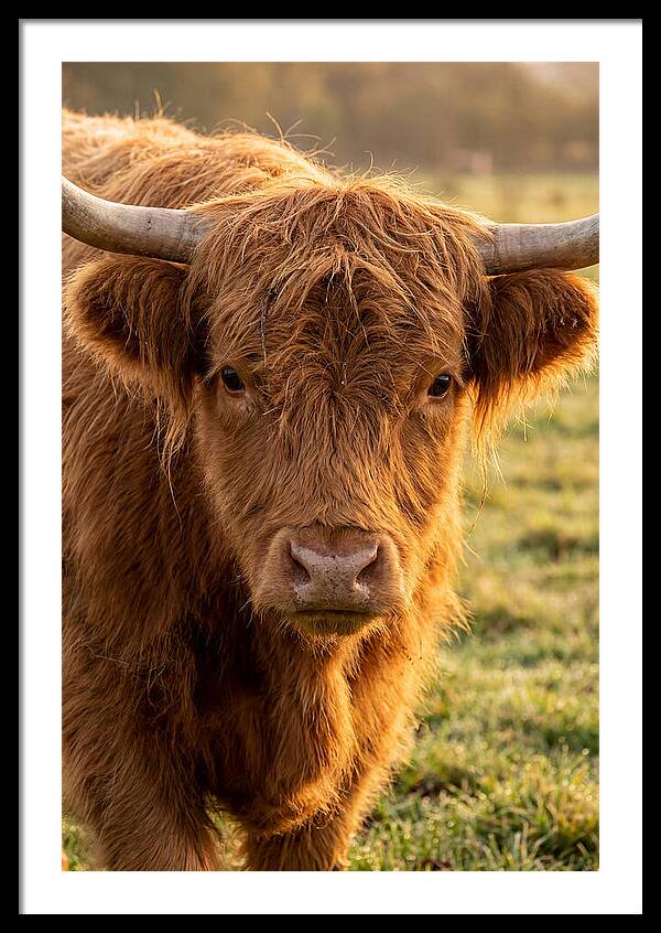 Highland Cattle Portrait