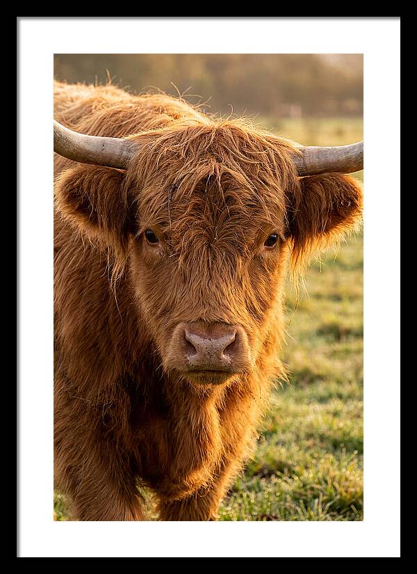 Highland Cattle Portrait