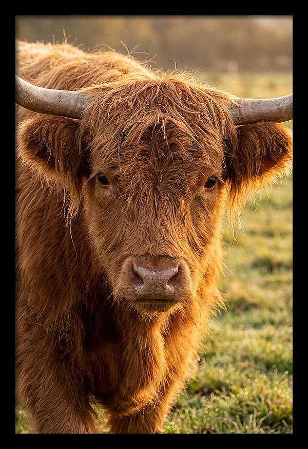 Highland Cattle Portrait