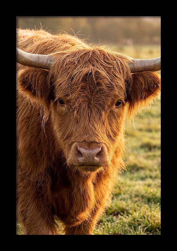 Highland Cattle Portrait