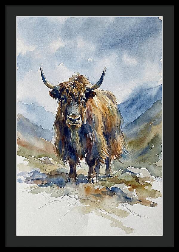 Highland Yak In Nature