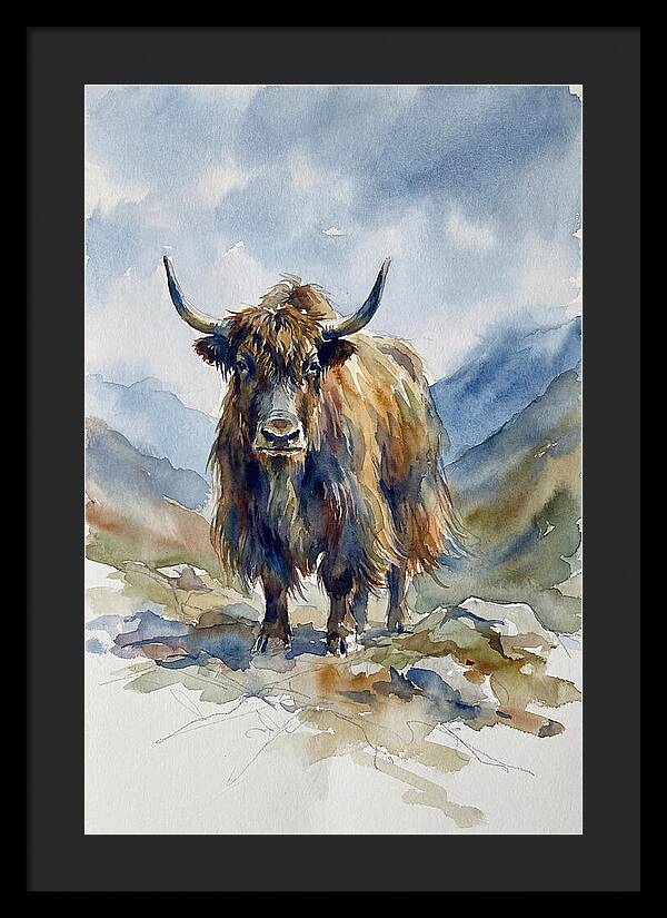 Highland Yak In Nature