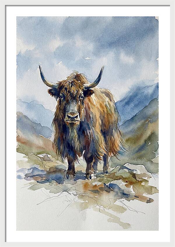 Highland Yak In Nature
