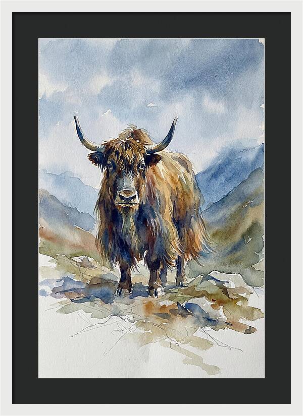 Highland Yak In Nature