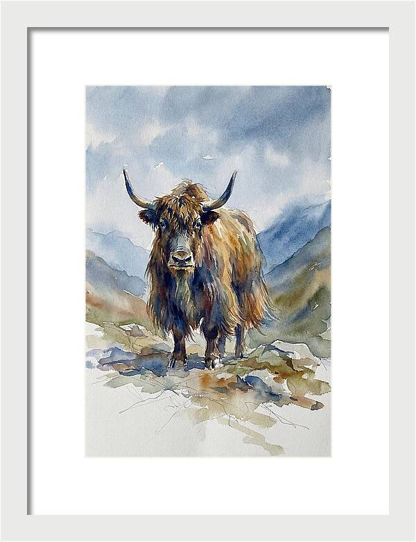 Highland Yak In Nature