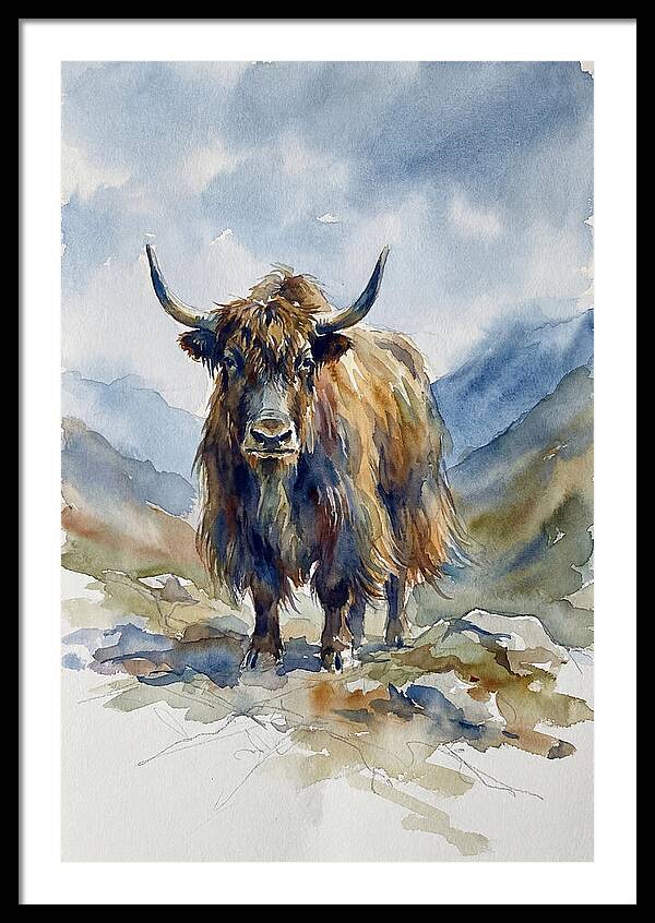 Highland Yak In Nature