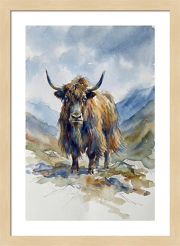 Highland Yak In Nature