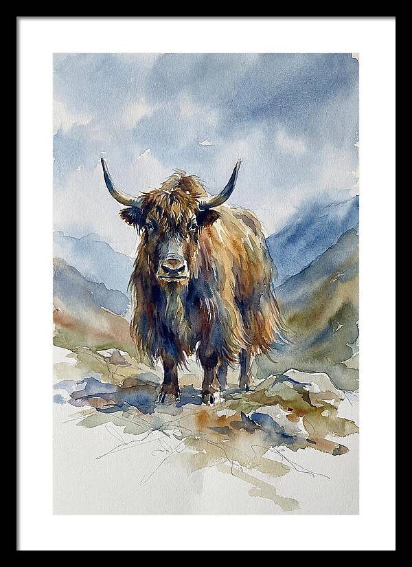 Highland Yak In Nature