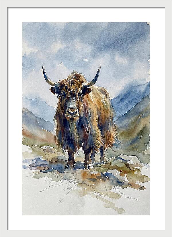 Highland Yak In Nature