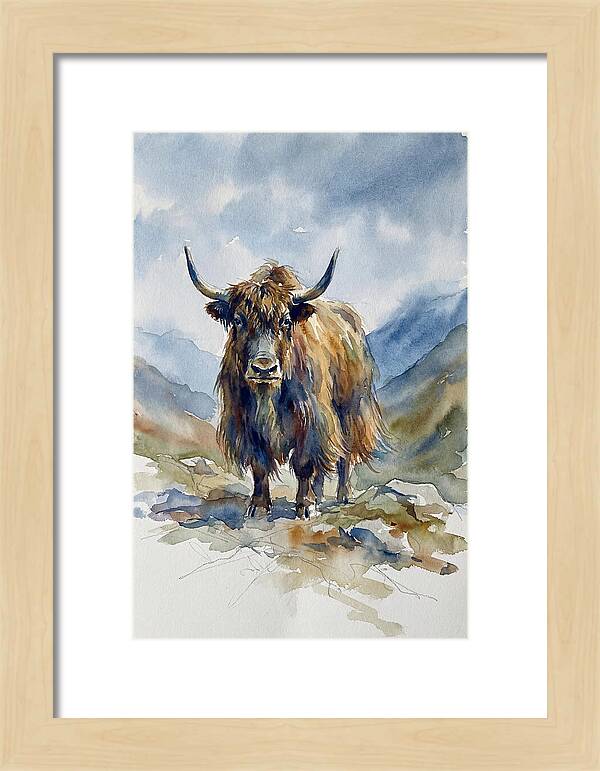 Highland Yak In Nature