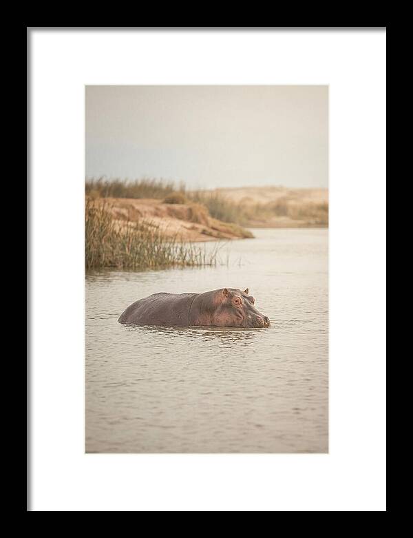 Hippopotamus In Tranquil Waters