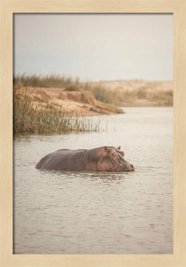 Hippopotamus In Tranquil Waters