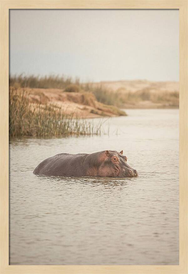 Hippopotamus In Tranquil Waters