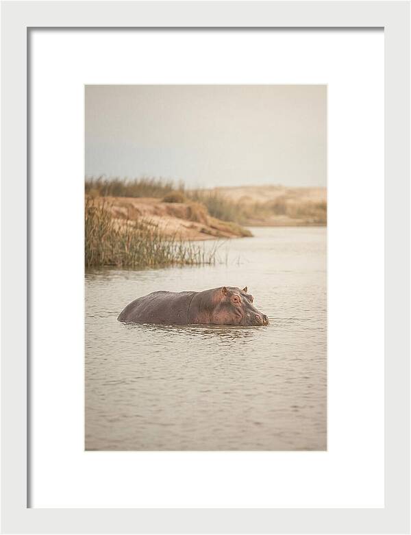 Hippopotamus In Tranquil Waters
