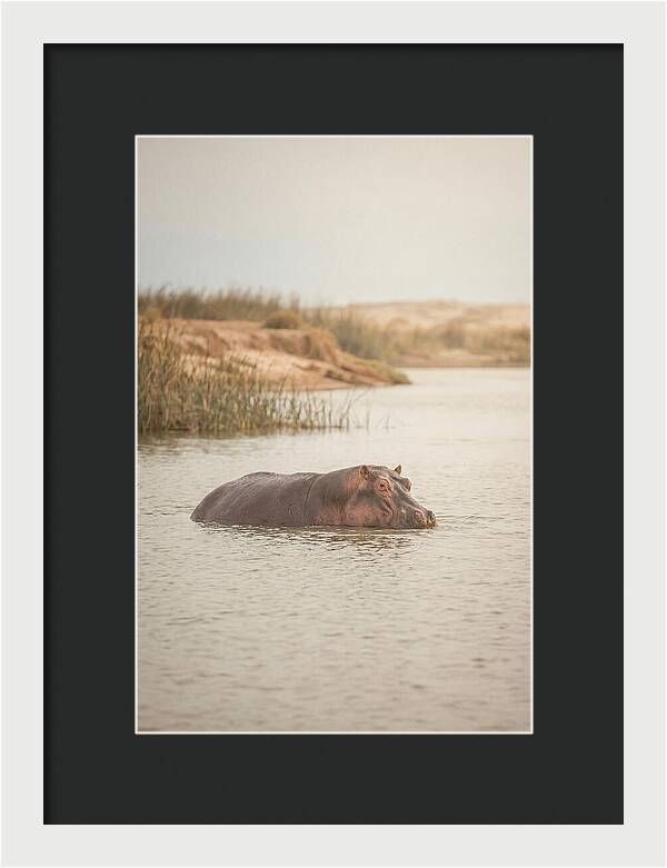Hippopotamus In Tranquil Waters