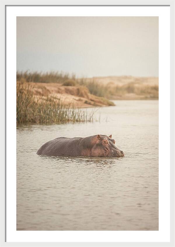 Hippopotamus In Tranquil Waters