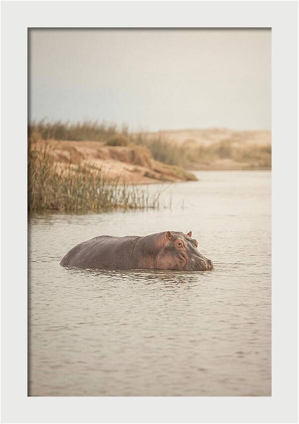 Hippopotamus In Tranquil Waters
