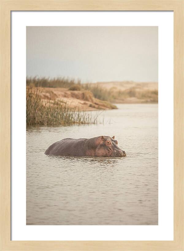 Hippopotamus In Tranquil Waters