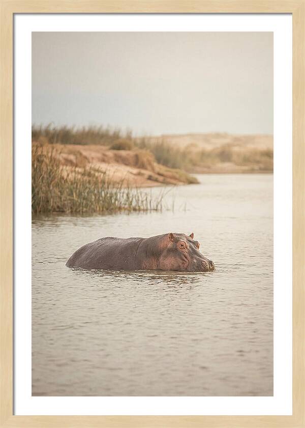 Hippopotamus In Tranquil Waters