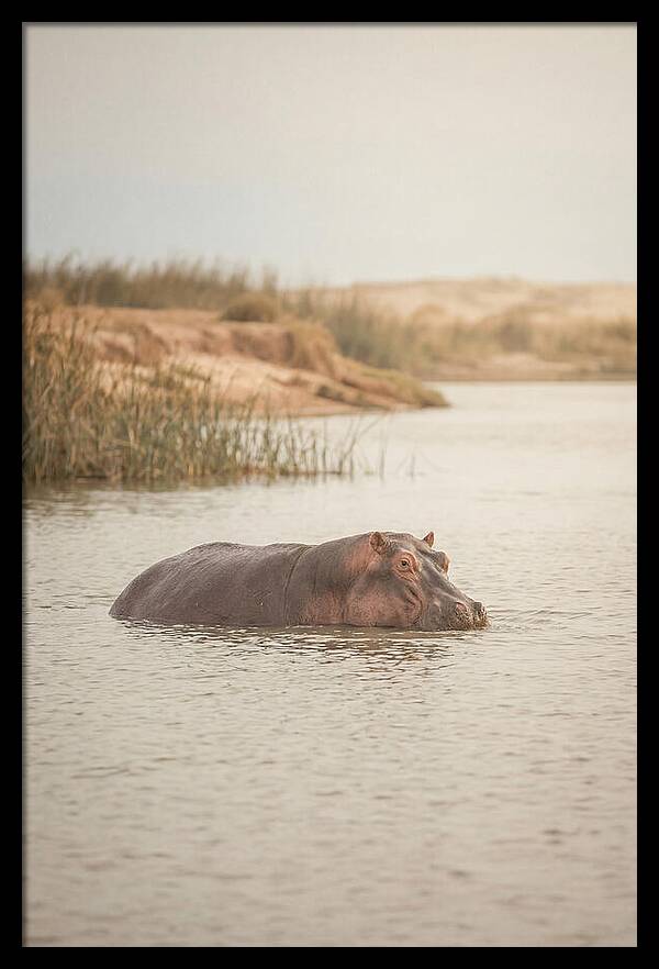 Hippopotamus In Tranquil Waters