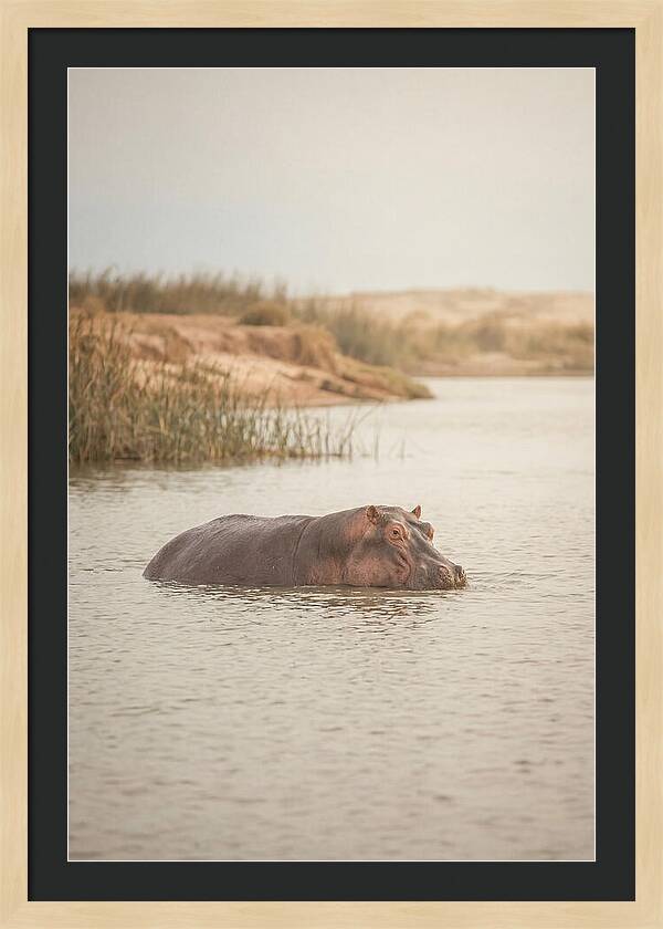 Hippopotamus In Tranquil Waters