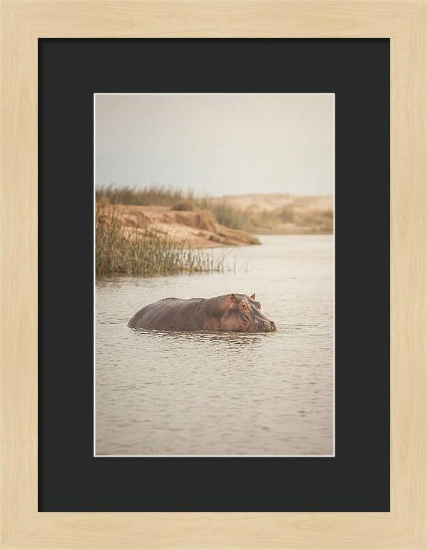 Hippopotamus In Tranquil Waters