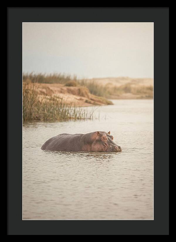Hippopotamus In Tranquil Waters