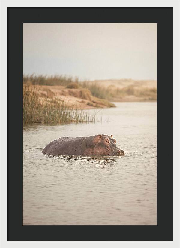 Hippopotamus In Tranquil Waters