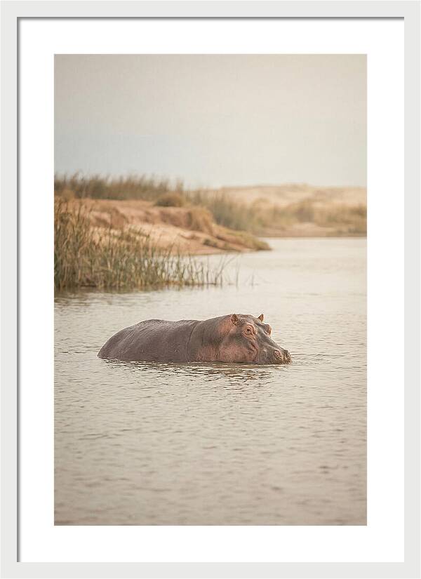 Hippopotamus In Tranquil Waters