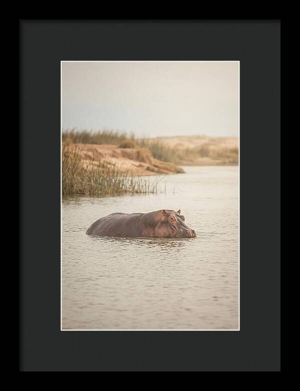 Hippopotamus In Tranquil Waters
