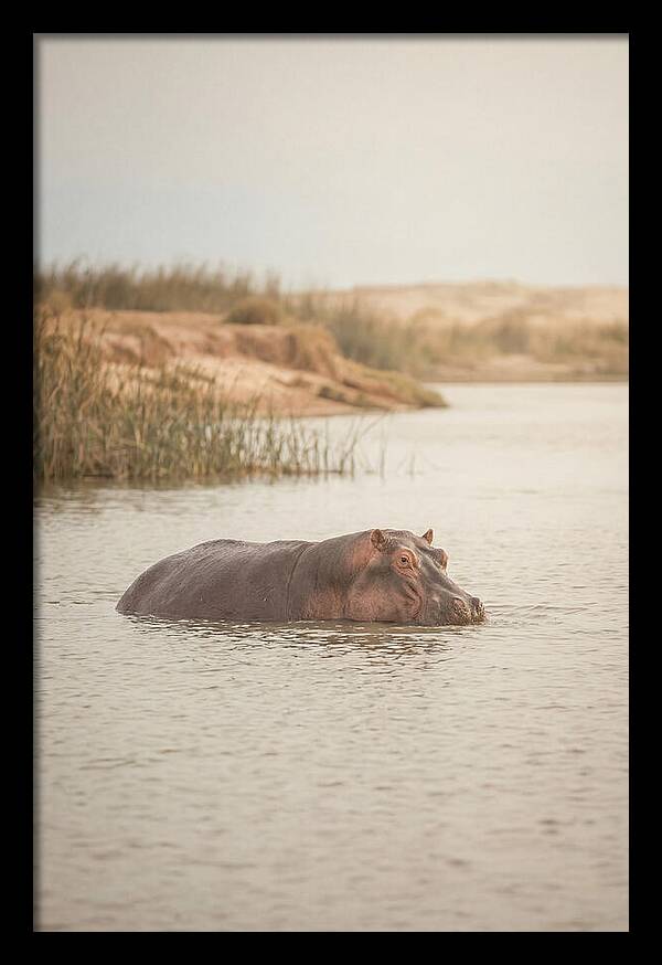 Hippopotamus In Tranquil Waters