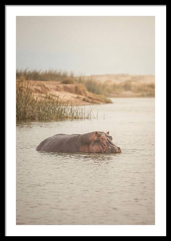 Hippopotamus In Tranquil Waters