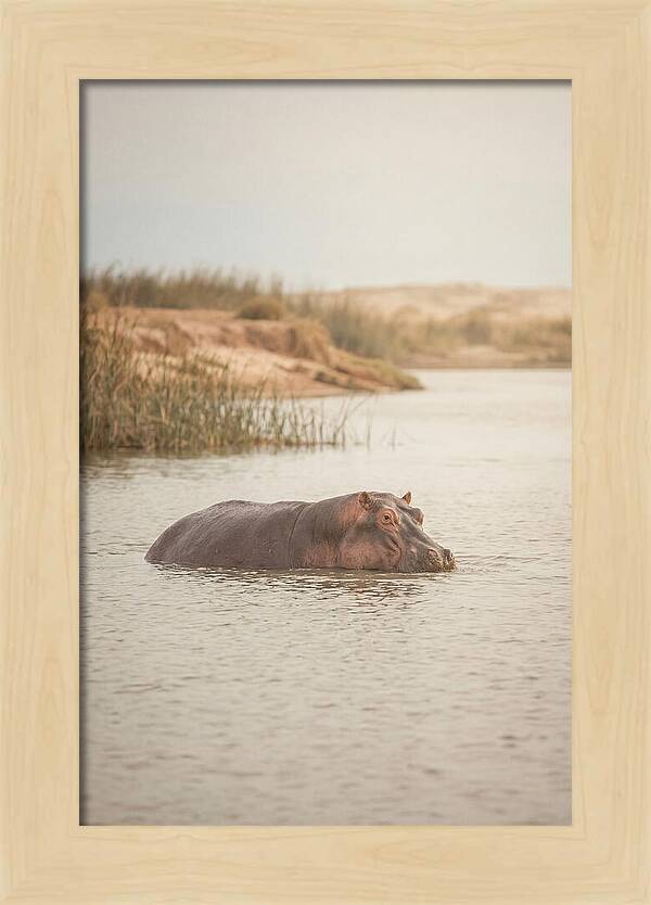 Hippopotamus In Tranquil Waters