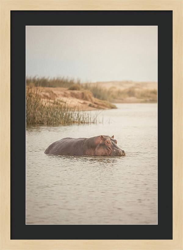 Hippopotamus In Tranquil Waters