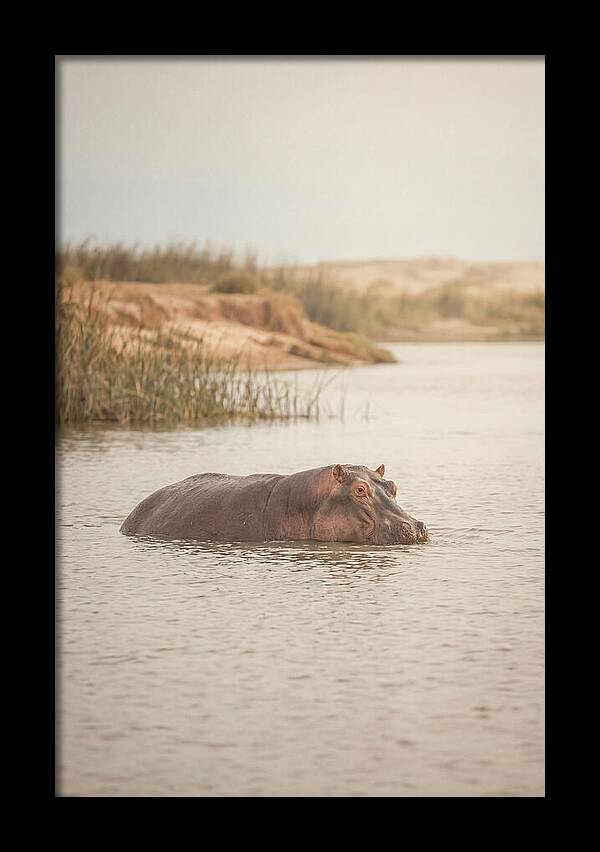 Hippopotamus In Tranquil Waters