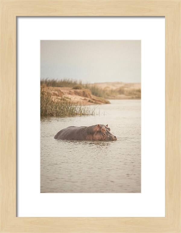 Hippopotamus In Tranquil Waters