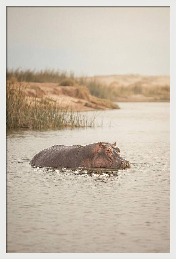 Hippopotamus In Tranquil Waters