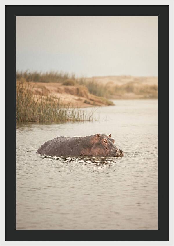 Hippopotamus In Tranquil Waters