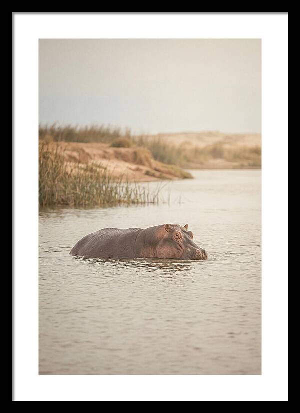 Hippopotamus In Tranquil Waters