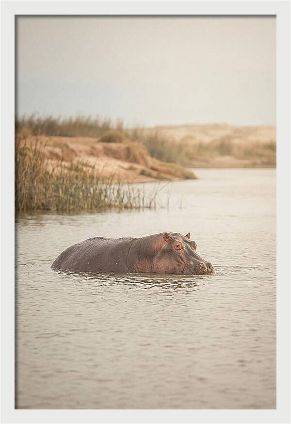 Hippopotamus In Tranquil Waters