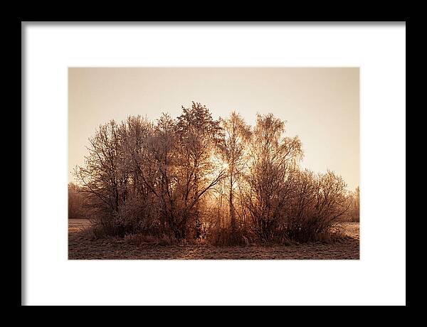 Hoarfrost Embracing Winter Trees