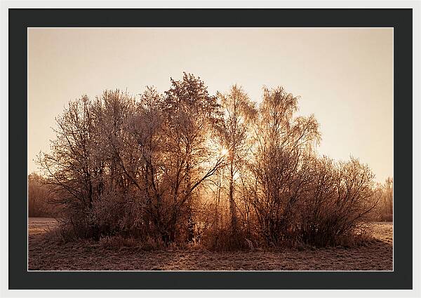 Hoarfrost Embracing Winter Trees
