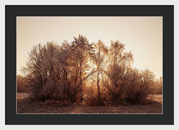 Hoarfrost Embracing Winter Trees