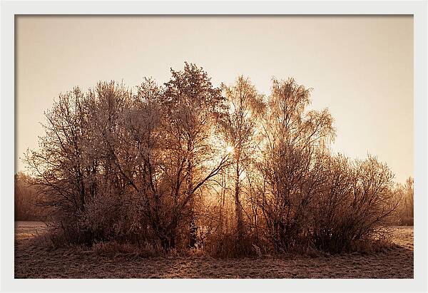 Hoarfrost Embracing Winter Trees
