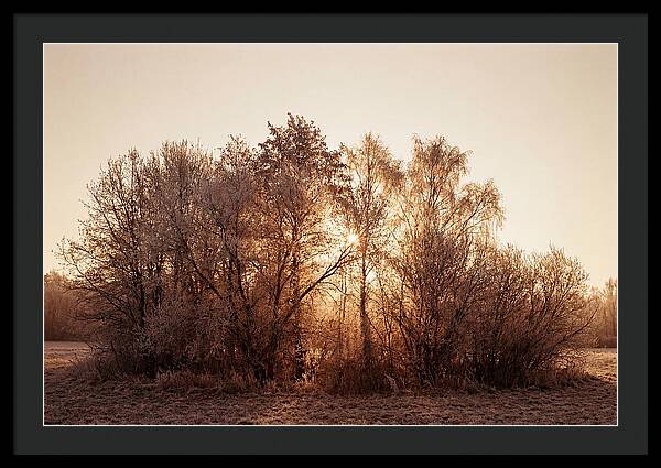Hoarfrost Embracing Winter Trees