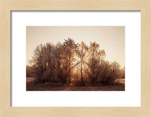 Hoarfrost Embracing Winter Trees