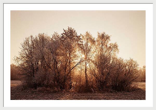 Hoarfrost Embracing Winter Trees
