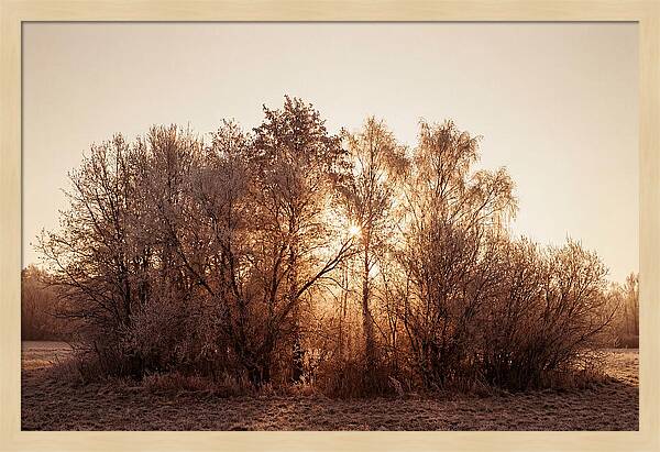 Hoarfrost Embracing Winter Trees